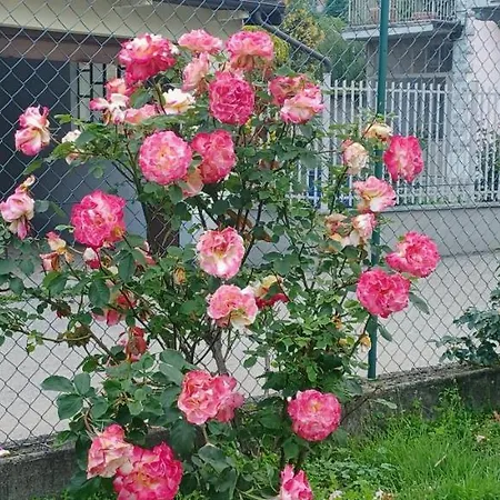 Apartment Il Roseto Tollegno