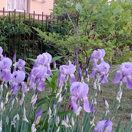 Il Roseto *